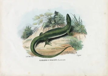 European Green Lizard